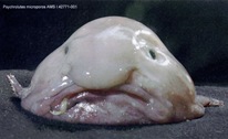 blobfish_2