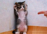 cute-funny-animals-011
