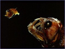 fisch1