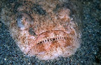 fisch3