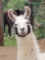 lama